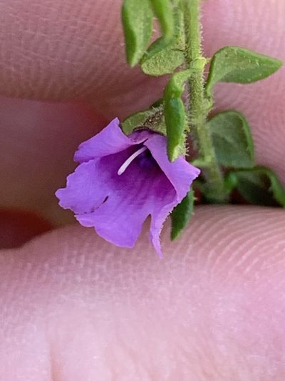 Prostanthera rhombea, photographed by Guy Taseski
