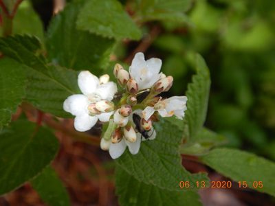 Jamesia americana, photographed by Parker Hopkins