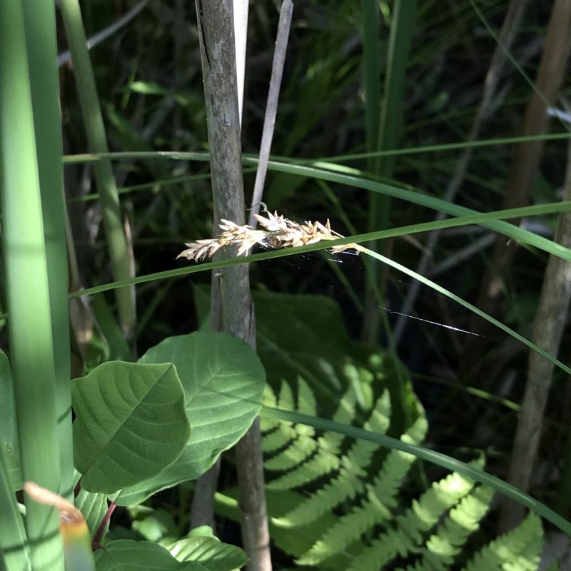 Carex prairea, photographed by Summit Metro Parks