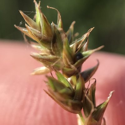 Carex prairea, photographed by Summit Metro Parks