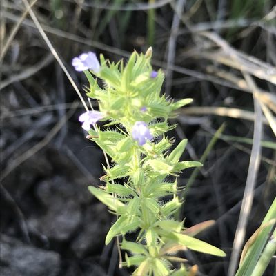 Hedeoma hispida, photographed by stenarmer52