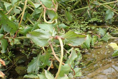 Erythranthe scouleri, photographed by Lee Cain
