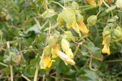 Erythranthe scouleri, photographed by Lee Cain
