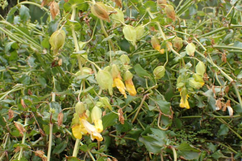 Erythranthe scouleri, photographed by Lee Cain