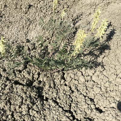 Astragalus racemosus, photographed by stenarmer52