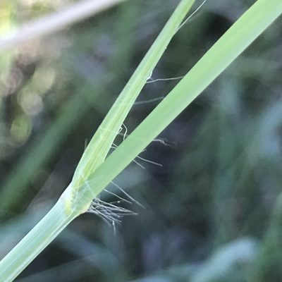 Andropogon hallii