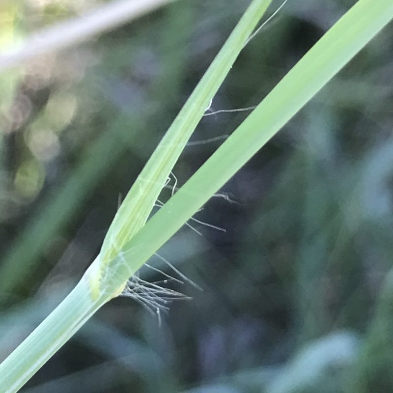 Andropogon hallii, photographed by stenarmer52