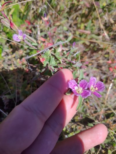 Clarkia davyi, photographed by Ernesto Chavez-Velasco