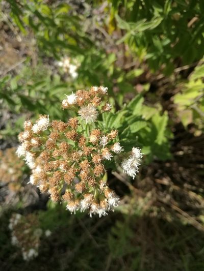 Ageratina brevipes, photographed by Juan Carlos Pérez Magaña
