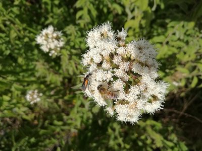 Ageratina brevipes, photographed by Juan Carlos Pérez Magaña