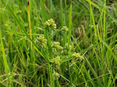 Cyperus acuminatus, photographed by Tyler Bishop