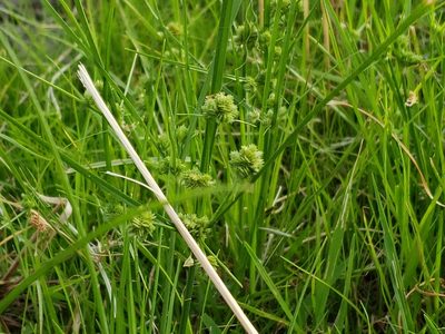 Cyperus acuminatus, photographed by Tyler Bishop