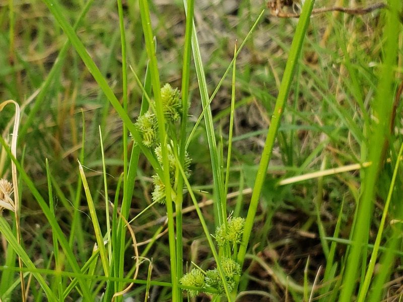 Cyperus acuminatus, photographed by Tyler Bishop