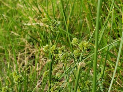 Cyperus acuminatus, photographed by Tyler Bishop
