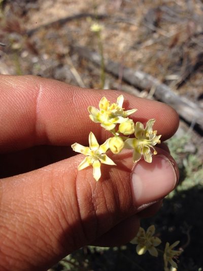 Toxicoscordion brevibracteatum, photographed by Adam J. Searcy