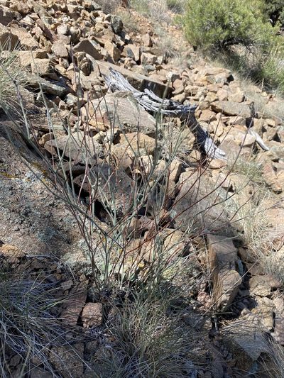 Eriogonum panamintense, photographed by Matt Berger