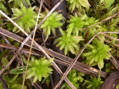 Sphagnum cristatum, photographed by Peter de Lange