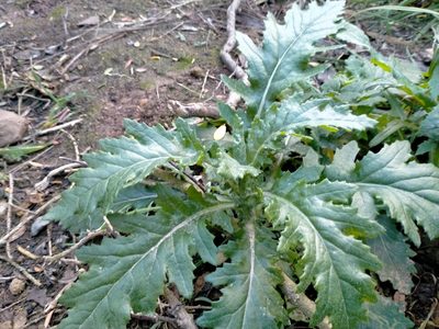 Senecio biserratus, photographed by John Barkla