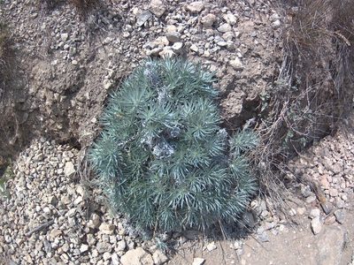 Onosma polyphylla, photographed by Михаил Орлов
