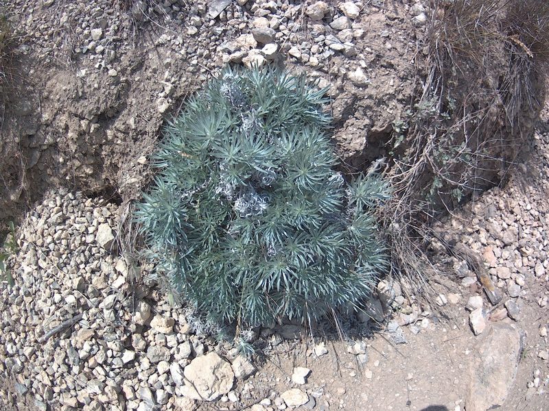 Onosma polyphylla, photographed by Михаил Орлов