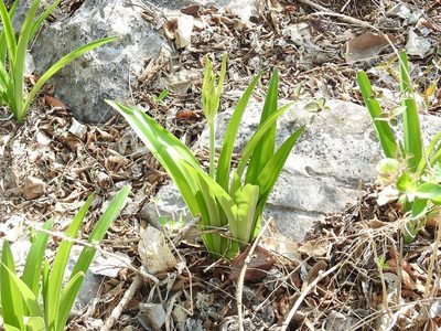 Hymenocallis acutifolia, photographed by Neptalí Ramírez Marcial