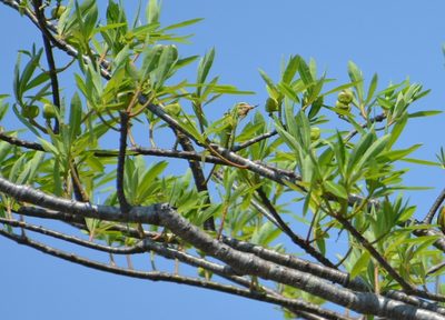 Euphorbia lundelliana, photographed by Neptalí Ramírez Marcial