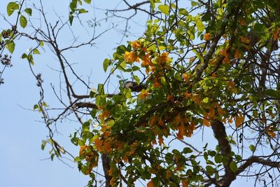 Dolichandra quadrivalvis, photographed by Neptalí Ramírez Marcial