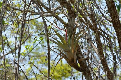 Tillandsia cucaensis, photographed by Neptalí Ramírez Marcial