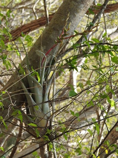 Tillandsia cucaensis, photographed by Neptalí Ramírez Marcial