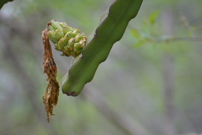 Selenicereus ocamponis, photographed by Neptalí Ramírez Marcial