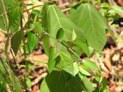 Acalypha chiapensis, photographed by Neptalí Ramírez Marcial