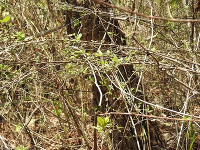 Acalypha chiapensis, photographed by Neptalí Ramírez Marcial