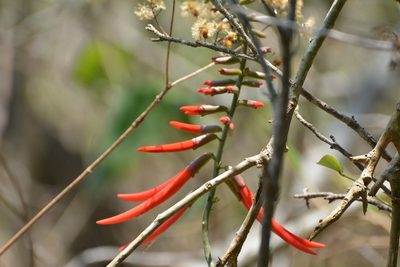 Erythrina goldmanii, photographed by Neptalí Ramírez Marcial