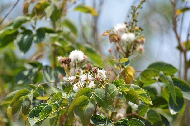 Mimosa psilocarpa, photographed by Neptalí Ramírez Marcial