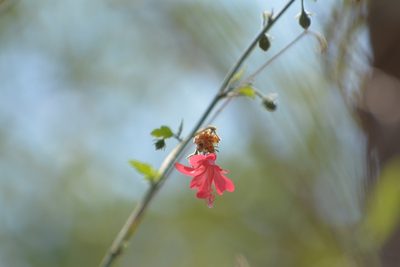 Hibiscus poeppigii, photographed by Neptalí Ramírez Marcial