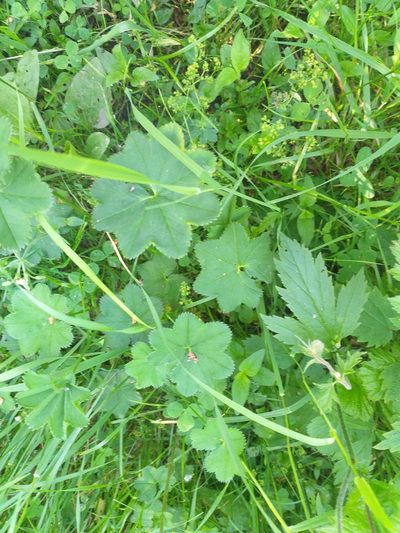 Alchemilla glabricaulis, photographed by Dmitriy Bochkov