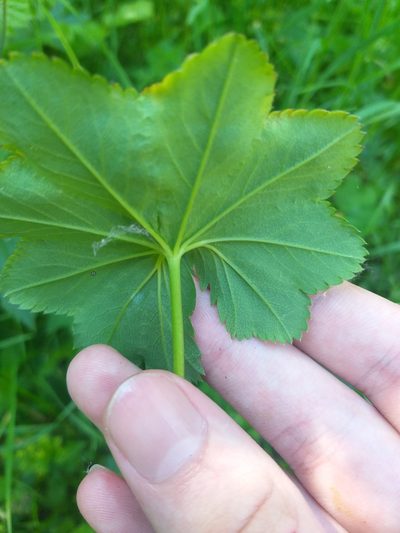 Alchemilla glabricaulis, photographed by Dmitriy Bochkov