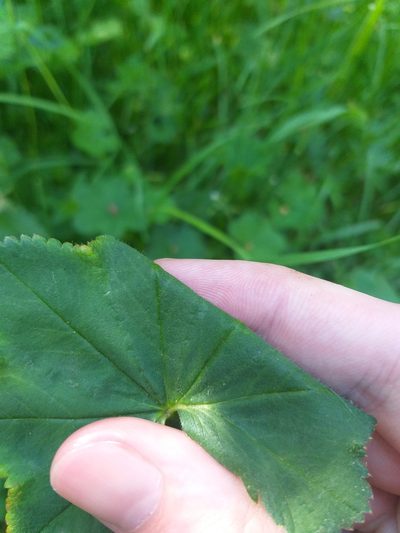 Alchemilla glabricaulis, photographed by Dmitriy Bochkov