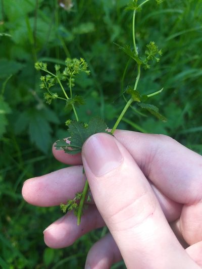 Alchemilla glabricaulis, photographed by Dmitriy Bochkov