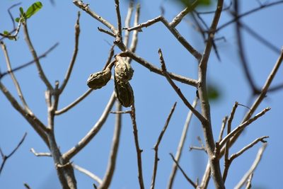 Cedrela salvadorensis, photographed by Neptalí Ramírez Marcial
