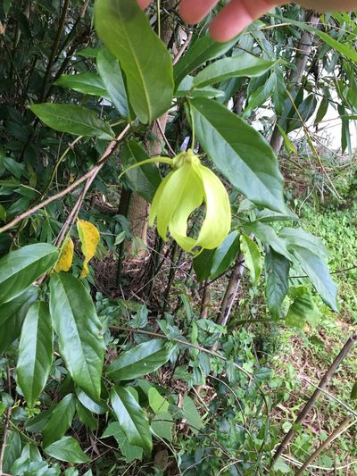 Desmos chinensis, photographed by Yj