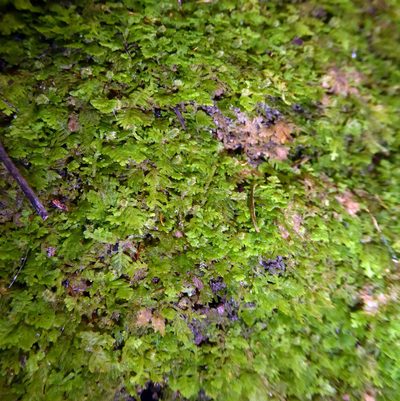 Trichocolea wattsiana, photographed by Peter de Lange