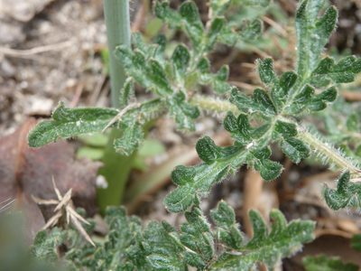 Thapsia minor, photographed by Carminda Santos