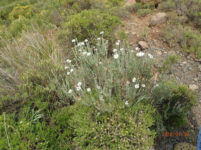 Eumorphia sericea, photographed by Peter Warren