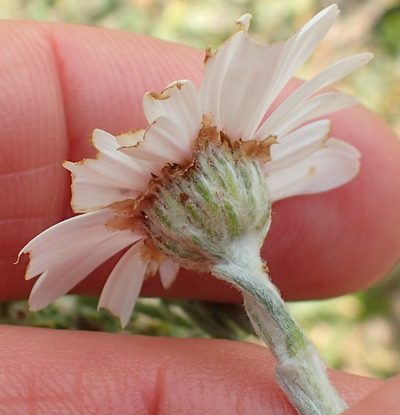 Eumorphia sericea, photographed by Peter Warren