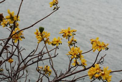Cochlospermum gillivraei, photographed by Sarka Masova