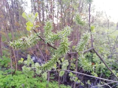 Salix aurita, photographed by Anna_Kosheleva03