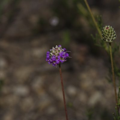 Dalea compacta, photographed by Michelle W. （鍾偉瑋）