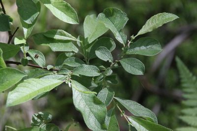 Salix aurita, photographed by Maxim Shashkov