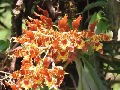 Oncidium luteopurpureum, photographed by batsoul